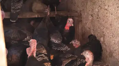 Adana’da Alışılmadık Pazar: Cadde Cadde Gezen Hindiler Görücüye Çıkıyor!